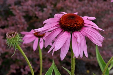 Hd Nature Images, Wallpapers Of Natures, Plants, Fresh Air ...