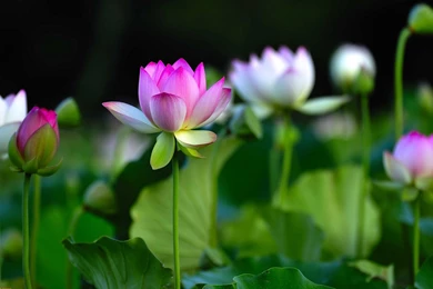 Organic Photos, Amazing Nature Wallpapers, Plants, Green, Hd ...