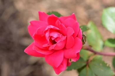 Organic Photos, Green, Fresh, Hd Landscape Wallpapers, Samsung ...