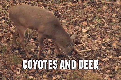 Iowa Coyote And Monster Buck Hit The Ground YouTube