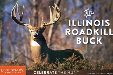 Illinois Road Kill Buck