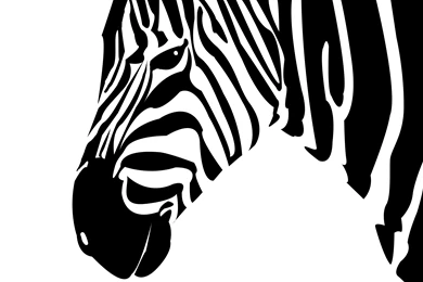 Zebra Computer Wallpapers, Desktop Backgrounds