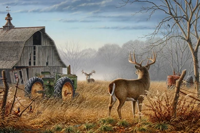 Whitetail Deer Backgrounds   Wallpapers Cave