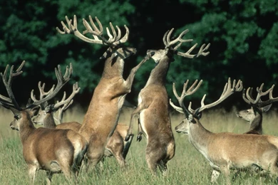 Deer Images Free   Desktop Backgrounds