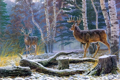 Deer Computer Wallpapers, Desktop Backgrounds