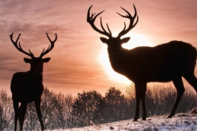 Deer Silhouette Photography Desktop Backgrounds HD 1920x1080 ...
