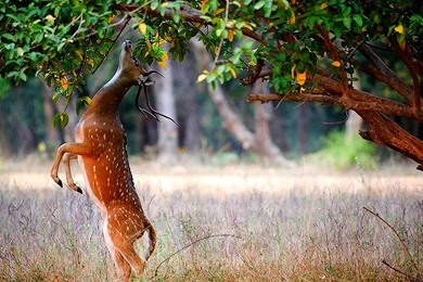 Deer Images Hd Wallpapers