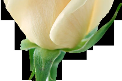 White Rose Twenty seven