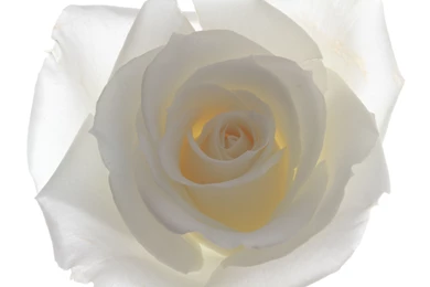 Focal Length » White Rose Backlit And Against White Backgrounds
