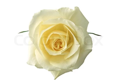 Beautiful White Rose On A White Backgrounds