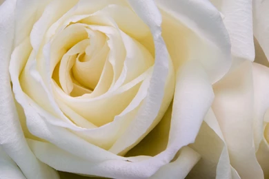 1920x1200px Rose White Backgrounds