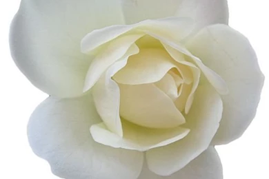 White Rose