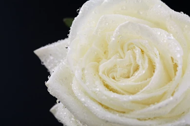 Water droplets on a white rose with a black background HD.jpg