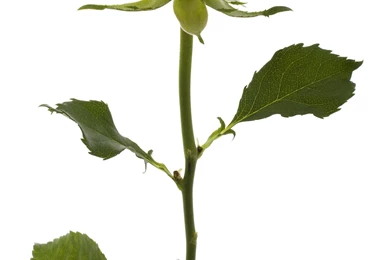 File:White Rose (5469938764).jpg   Wikimedia Commons