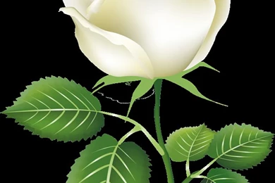 White Rose Twenty four