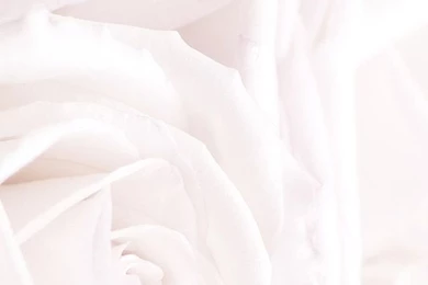 White Roses Phone Iphone Wallpaper Backgrounds Lock Screen ...