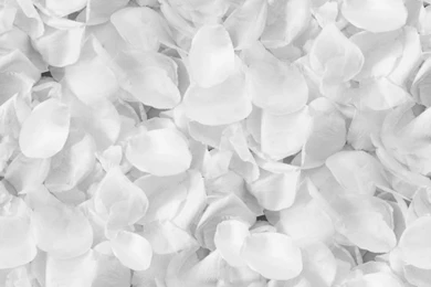 Rose Petals Seamless Backgrounds
