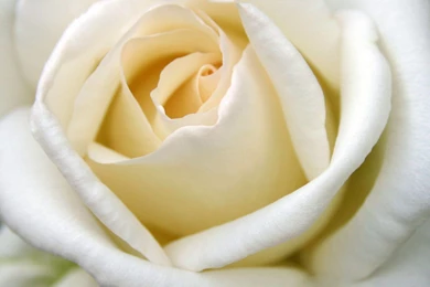 Desktop Wallpapers » Flowers Backgrounds » A Big White Rose » Www ...