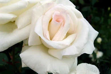 Desktop Wallpapers » Flowers Backgrounds » White Rose » Www ...