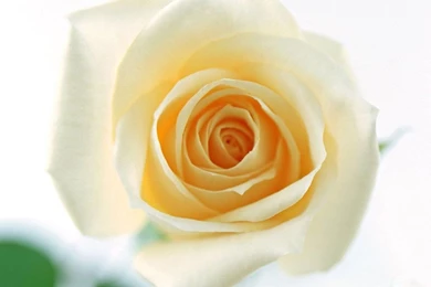 Desktop Wallpapers » Flowers Backgrounds » White Rose » Www ...