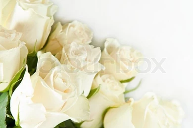 Beautiful Bunch Of White Rose On The White Backgrounds