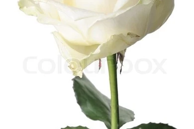 White Rose, Isolated On A White Backgrounds