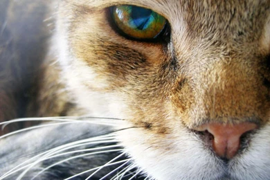 Hd Animals Wallpapers