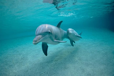 Dolphin Wallpapers Full Hd Wallpapers Search Page 2