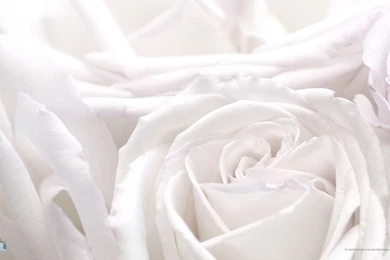 White Rose Wallpapers   HD Wallpapers Pretty