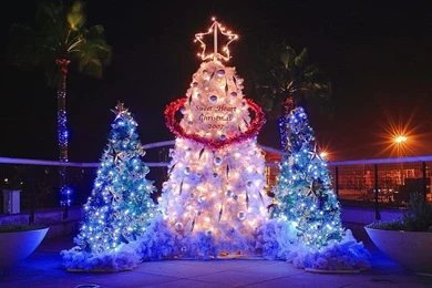 Gorgeous Illuminated Christmas Trees Wallpapers 1   Wallcoo.net