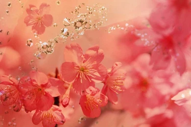Beautiful Flowers Backgrounds 1152x864 Wallpapers, 1152x864 ...