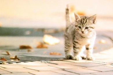 CUTE CAT WALLPAPER   (