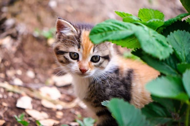Cute Cat HD Wallpapers