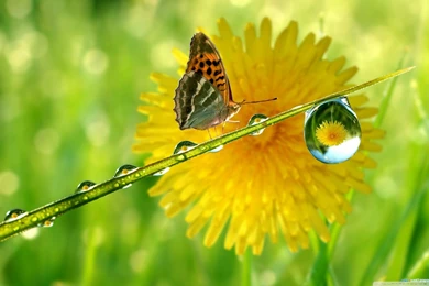 Crystal, Rain, Drop, Butterfly, HD, Wallpapers : Wallpapers13.com