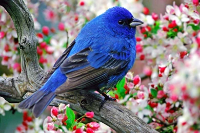 New Wide Screen Animals Wallpapers Free Download