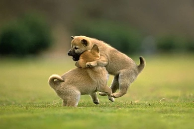 Desktop free download animals photo wallpaper.jpg