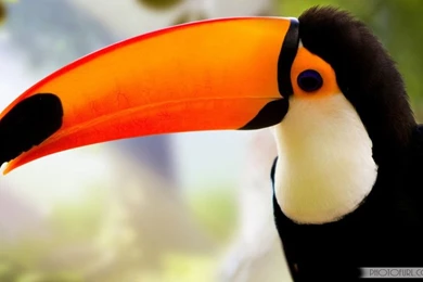 Animals_Wallpapers_Free_Download_Hd 9.jpg