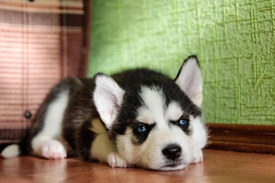 Dog Backgrounds, Best Friend, Lovely Dog Images, Dog Eye, Download ...