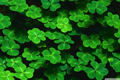 Download Clover 4 Wallpapers 1920x1080