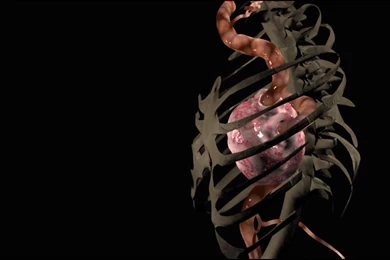 Dreamscene.org Gallery/Download Free Dreamscenes, Video Loops ...