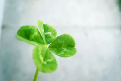 Four Leaf Clover Desktop