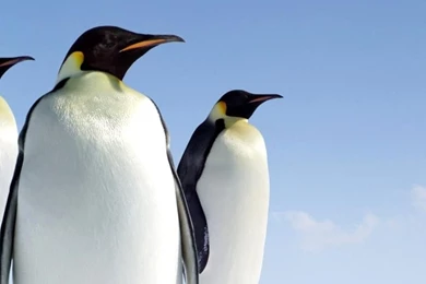 North pole penguins animals penguin iphone 6 plus 1080x1920 wallpaper.jpg