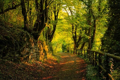 Forest Nature Scenes   Wallpaper.