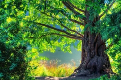 Beautiful Nature Images HD Wallpaper 1024×576