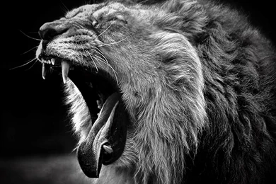 Black White Lion Backgrounds Image Id: 1677 7HDWallpapers