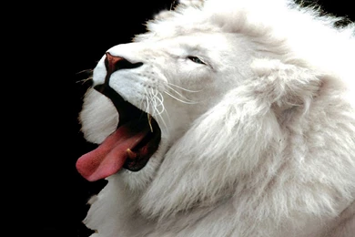 White Lion Desktop Backgrounds Wallpapers Attachment 6331 Amazing ...
