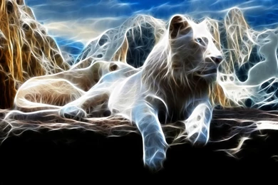 15 White Lion HD Wallpapers