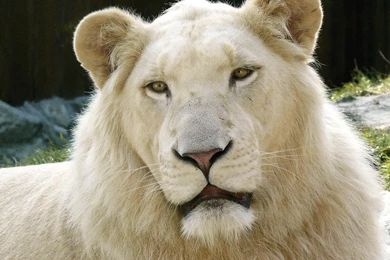 Desktop Wallpapers · Gallery · Computers · White Lion Apple OS X ...