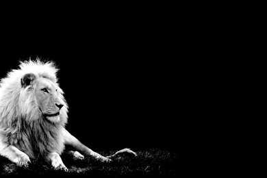 Wallpapers White Lion HD Cub King