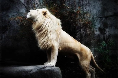 White Lion JPG Photos
